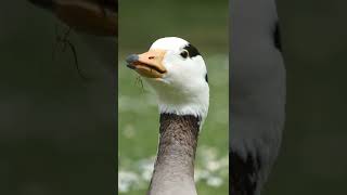 Barheaded goose closeups  Streifengans Portrait Luisenpark Mannheim [upl. by Idnaj584]