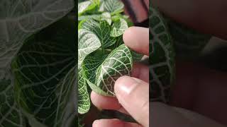 Fittonia plant care tips 🌱🌱🌱ytshorts garden plants [upl. by Earej172]