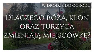 Dlaczego róża klon oraz turzyca zmieniają miejscówkę [upl. by Kiley493]