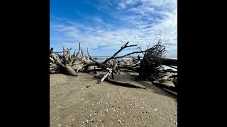 Edisto Islands BEST Kept Secret is Driftwood Beach [upl. by Urdna]