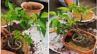 how to make bonsai bonsai bonsaitree bonsaiplant gardeningficusb ficusplant plants tree [upl. by Naerda722]