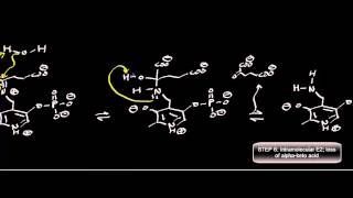 Biochemistry  Transaminase Mechanism Pyruvate Conversion to LAlanine [upl. by Airasor]