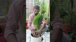 How to grow and care thuja Morpankhi plant gardening viralvideo specialplant short [upl. by Siletotsira]