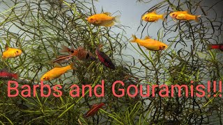 40 Gallon Community Tank  Barbs and Gouramis [upl. by Om799]