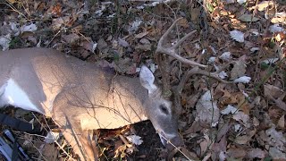 Where to hunt public in Tennessee Big Buck Down [upl. by Atsirt]