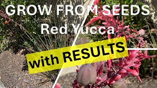 How to Grow Red Yucca from Seeds with RESULTS Hesperaloe parviflora Hummingbird Yucca [upl. by Eedyah598]