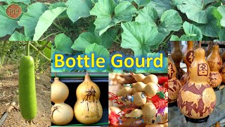 Bottle gourd  Calabash Lagenaria siceraria Nutrition facts health tips and more [upl. by Yrellih]