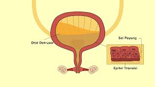 Mengenal Inkontinensia Urine Saat Kandung Kemih Tak Bisa Dikendalikan [upl. by Donela]