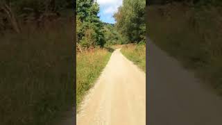 Getting lost in Dalby Forest labrador dog nature [upl. by Harvard555]