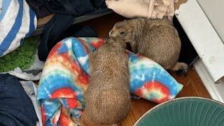 Prairie Dogs Poppy amp Paxton LIVE 🥰 [upl. by Ellerad]