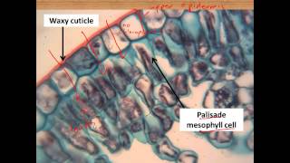 Leaf structure and photosynthesis for IGCSE Biology [upl. by Arded]