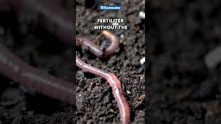 Harness Earthworm Power with NoPlough Cultivation [upl. by Torrance]