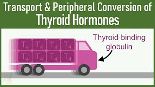 SECRETS of Transport and Peripheral Conversion of Thyroid Hormones THAT VERY FEW KNOWS [upl. by Belamy]