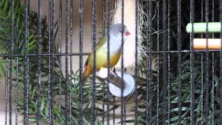 Yellowbellied waxbills song  Chant de lAstrild à ventre jaune  Coccopygia quartinia [upl. by Lobell]