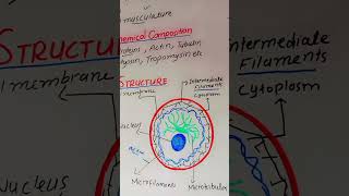 structure cytoskeleton cellbiology scienceeducation bioscience [upl. by Hijoung]