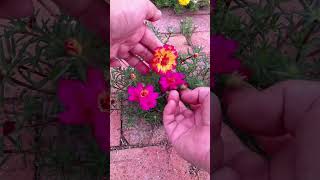 Trying to pollination portulaca flower for take new color flower 💐 horticulture garden shortvideo [upl. by Alym246]