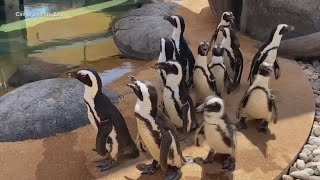 Penguin exhibit opens at Cameron Park Zoo in Waco [upl. by Dino]