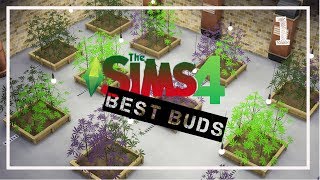 PUFF PUFF PASS  Lets Play The Sims 4  BEST BUDS  1 [upl. by Stig230]