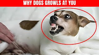 Why Dogs Growl at Owners Surprising Reasons Behind This Behavior [upl. by Nithsa]