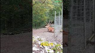 Red deer stag Switzerland shorts switzerland animals reh tiere [upl. by Aracal813]