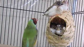 Society Finch Breeding  Babies Various Growth Stages [upl. by Jaye]