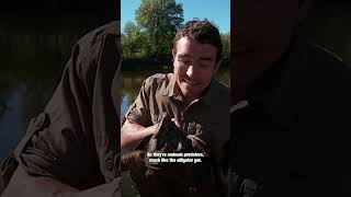 How DANGEROUS is the alligator snapping turtle EarthX Shorts [upl. by Amorette]