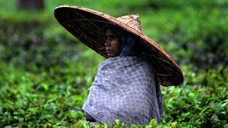 Folk song from the Assam tea gardens  Cha Bagicha  Zolani club [upl. by Aelegna]