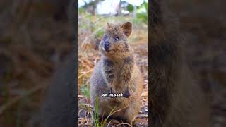 Adorable Quokka  Natures Happiest Animal [upl. by Weatherby]