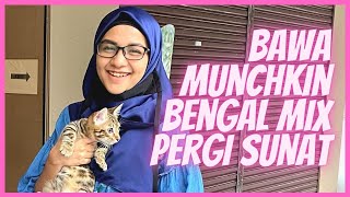 Hantar kucing munchkin mix bengal pergi sunat [upl. by Ajidahk]