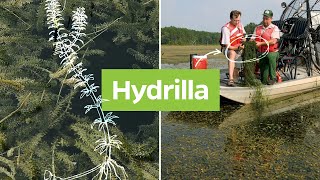 Hydrilla Hydrilla verticillata  Plant Identification [upl. by Nylanaj480]