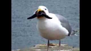 Seagull nearly swallows a starfish whole [upl. by Eldridge137]