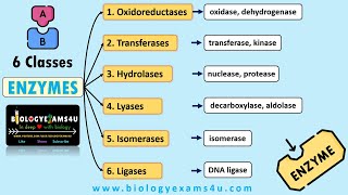 Classification and Nomenclature of Enzymes with Examples  6 Classes of Enzymes with Examples [upl. by Rebeca973]