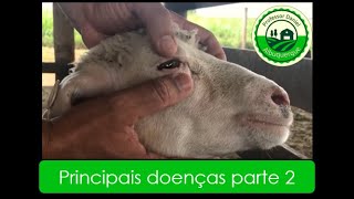 Aula 18  Manejo sanitário principais doenças em caprinos vídeo 6 [upl. by Adis]