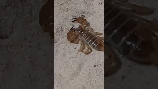 Scorpio maurus palmatus Israeli Gold Scorpion 🦂👑 scorpion pets gold beautiful facinating [upl. by Hillyer]