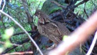 Ruffed Grouse mating call [upl. by Chenee715]