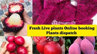 FRESH LIVE PLANTS ONLINE BOOKING UPDATE DISPATCH  KPS NURSERY GARDEN DHARMAPURI [upl. by Eentirb]