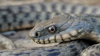 Водяной уж Dice snake Natrix tessellata [upl. by Adrahs]