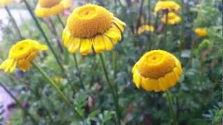 Golden Marguerite Cota Tinctoria  Yellow Chamomile  20120611 [upl. by Nlyak40]