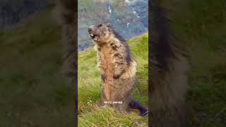 Cute Marmot 😱 [upl. by Haropizt]