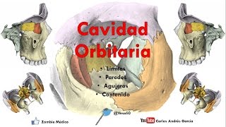 Anatomía  Cavidad Orbitaria Límites Paredes Agujeros Contenido [upl. by Enilatan]