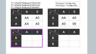 Korsningsschema Anlag för blodgrupper [upl. by Oster]