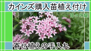 【ガーデニング】カインズ購入苗と寄せ植えの手入れ｜ニチニチソウやペンタスの植え付け｜スーパートレニアカタリーナ｜Japanese Garden｜園芸 [upl. by Emmery]