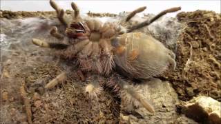 Brachypelma albopilosum Molting [upl. by Enneles456]