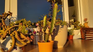 Euphorbia Trigona Süt Ağacı Saksı Değişimi [upl. by Haelem]