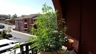 Growing Sweet Wormwood from Seeds for 165 Days [upl. by Danell771]