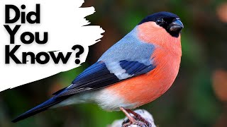 Things you need to know about the BULLFINCH [upl. by Beulah]