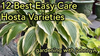 12 Best Easy Care Hostas  Must Have Fast Growing Hosta Varieties for Garden and Container [upl. by Horatius]