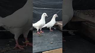 Madarasi joda ka shok pigeon kabootar shots [upl. by Bunni]