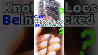 Can Knotted Locs Be Interlocked [upl. by Voss]