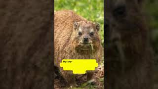 THE HYRAX [upl. by Euphemiah]